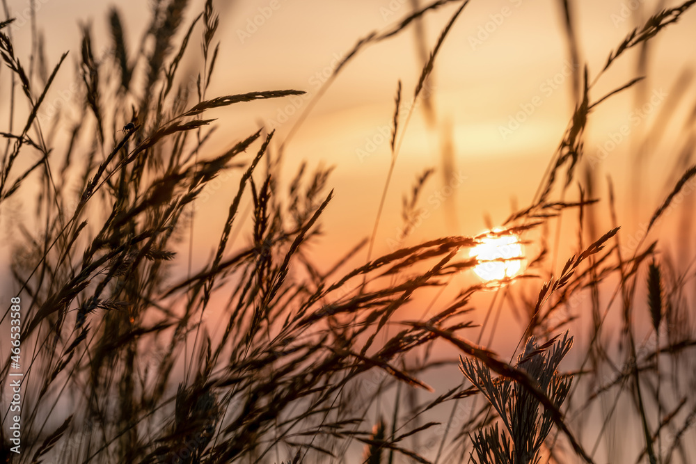 Obraz premium Soft sunlight through the grass. Wild grasses with a sunset in the background.