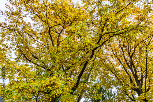 Seward Park Fall Background