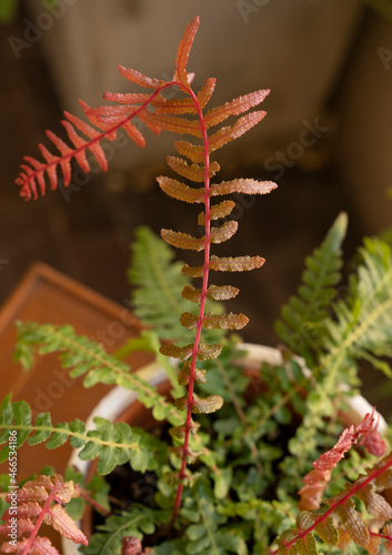 Brackens. Closeup view of Doodia media fern, also known as Rasp fern, red and green fronds, growing in a pot in the urban garden. photo