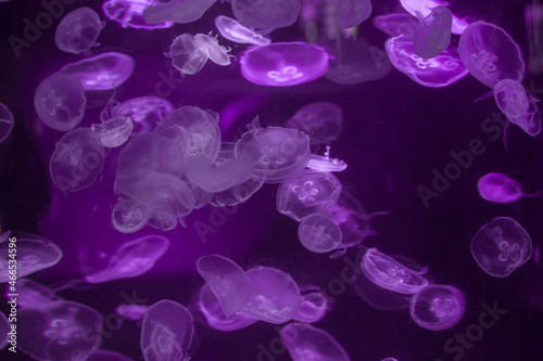 jellyfish in the water © Евгения Смульская