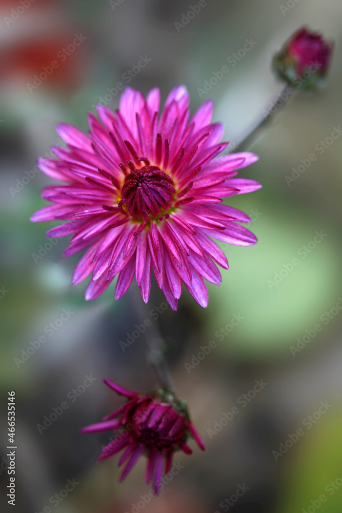 Colorful autumn plants on nature background Colorful autumn plants on nature background