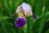 Irys kosaciec niemiecki Iris germanica