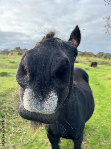 horse close up of nose, black, brown on green grass with cloudy grey sky