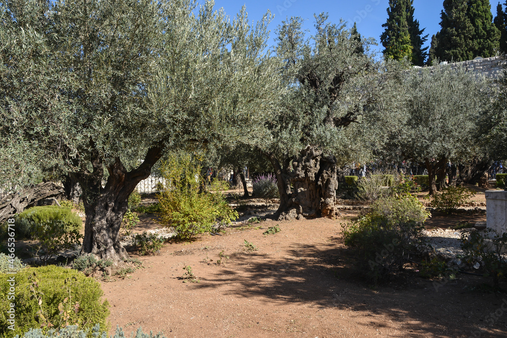 Garden of Gethsemane.