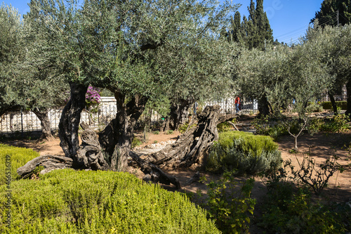 Garden of Gethsemane.