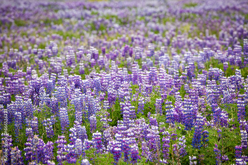 There are many beautiful purple lupins in the fields of Iceland.