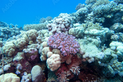 Colorful, picturesque coral reef at the bottom of tropical sea, different types of hard coral and violet Pocillopora, underwater landscape