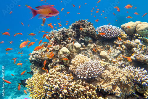 Colorful, picturesque coral reef at the bottom of tropical sea, hard corals and fishes Anthias, underwater landscape