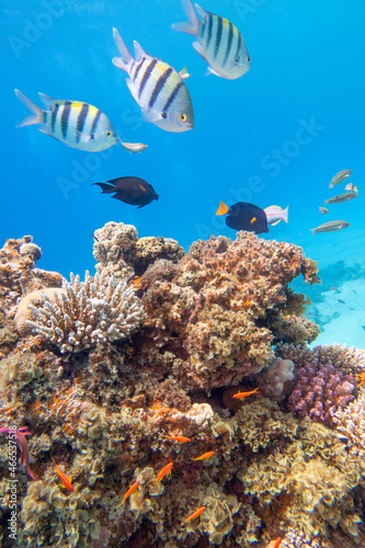 Colorful  picturesque coral reef at the bottom of tropical sea  hard corals and fishes Sergeant major  underwater landscape