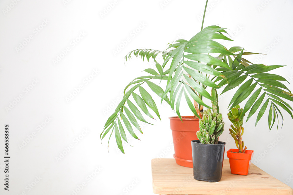 Fototapeta premium plants on wooden bench with white background