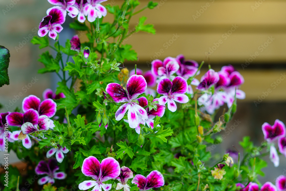 Pelargonium graveolens is a rare species in the genus Pelargonium, which is native to South Africa, Zimbabwe and Mozambique.