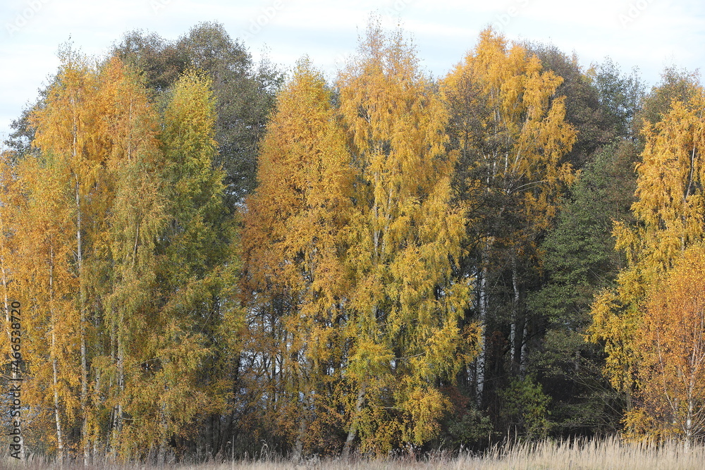 Beautiful landscape of autumn forest with yellow birch