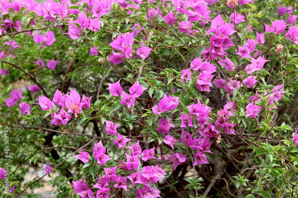 portrait view of Beautiful pink flowers