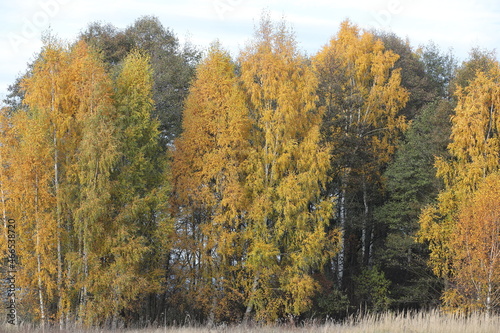 Beautiful landscape of autumn forest with yellow birch