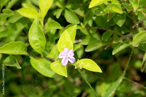 Portrait view of small pupal flower in garden with blur background photo