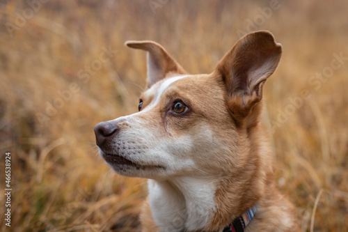 red heeler and Australian shepherd mix - texas heeler - in an open grass field with gold colors in the fall/autumn season in Idaho  photo