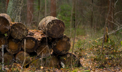 Logs stacked in autumn forest