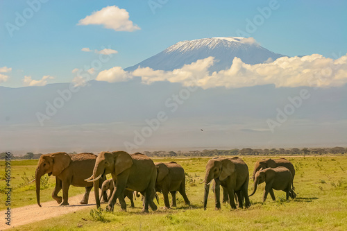 Paysage Famille Eléphants éléphanteaux Loxodonta africana devant le Kilimandjaro au Kenya © Andre