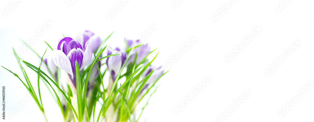 Naklejka premium Bright crocus flowers on white background. Image with selective focus