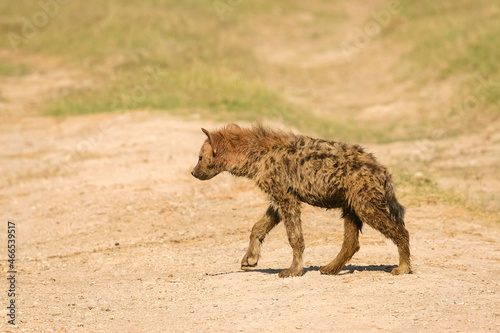 Hy  ne Tachet  e Crocuta crocuta Afrique Kenya