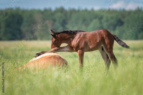 A small foal is playing in a field with a lying horse. Fototapeta