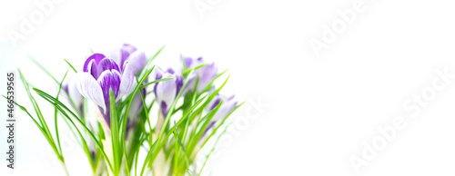 Bright crocus flowers on white background. Image with selective focus