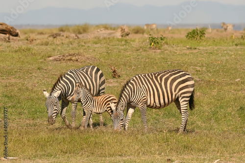 z  bre de Burchell Equus burchelli avec un jeune  b  b   Afrique Kenya