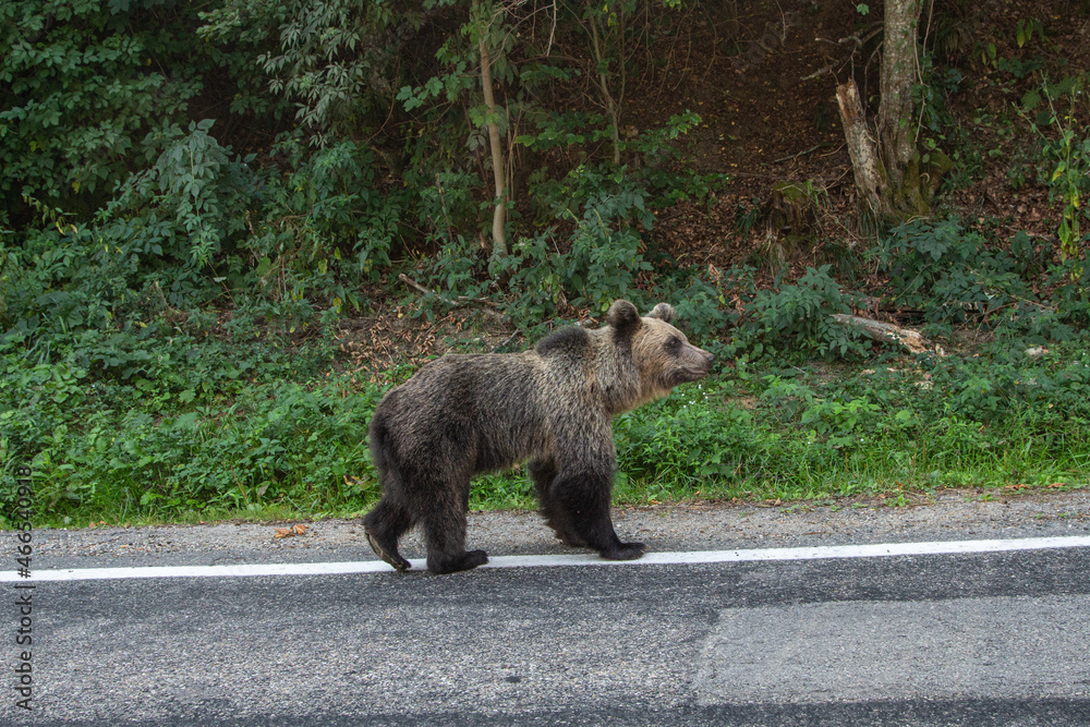 Fototapeta premium Young bear on the street