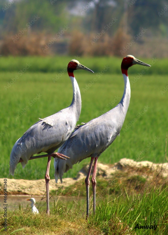 Crowned crane in the wild Crowned crane in the wild