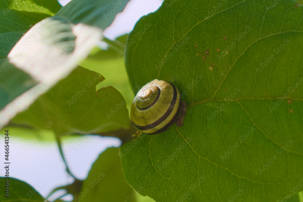 Grove snail hiding inside her shell on an apple tree leaf