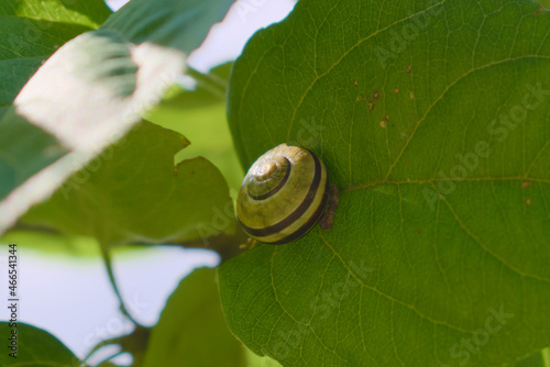 Obraz na płótnie Grove snail hiding inside her shell on an apple tree leaf w salonie