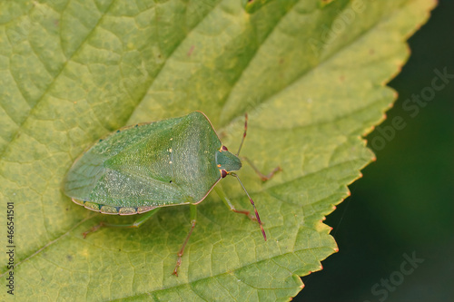 Closeup on an adult Southern green stink bug , Nezara viridula photo