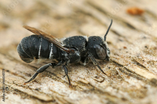 Closeup of a male small resin bee, Heriades crenulatus in the photo