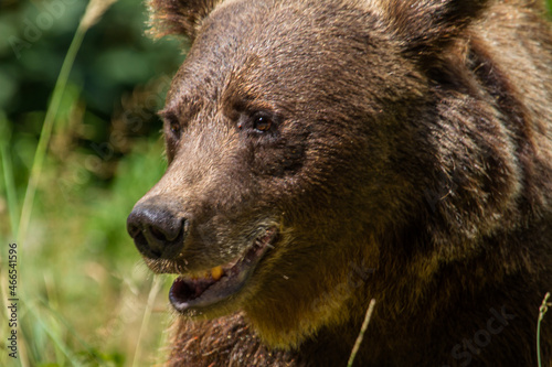 Wallpaper Mural Wilder Bär in Rumänien Torontodigital.ca