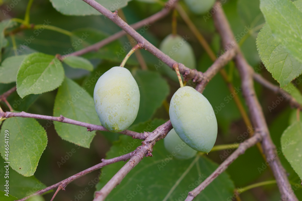 Ripening plum fruits in a summer orchard