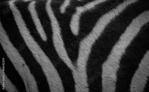 zebra texture; black and white stripes of cute zebra; black and white photo