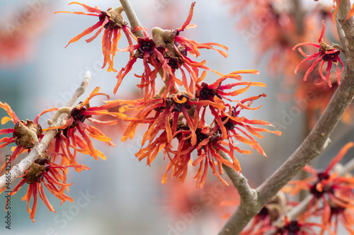 Hamamelis intermedia orange red winter spring flowering plant, group of amazing witch hazel Orange beauty flowers in bloom photo