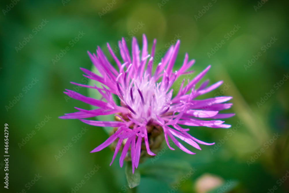 Brown knapweed (Centaurea jacea) flower Brown knapweed (Centaurea jacea) flower