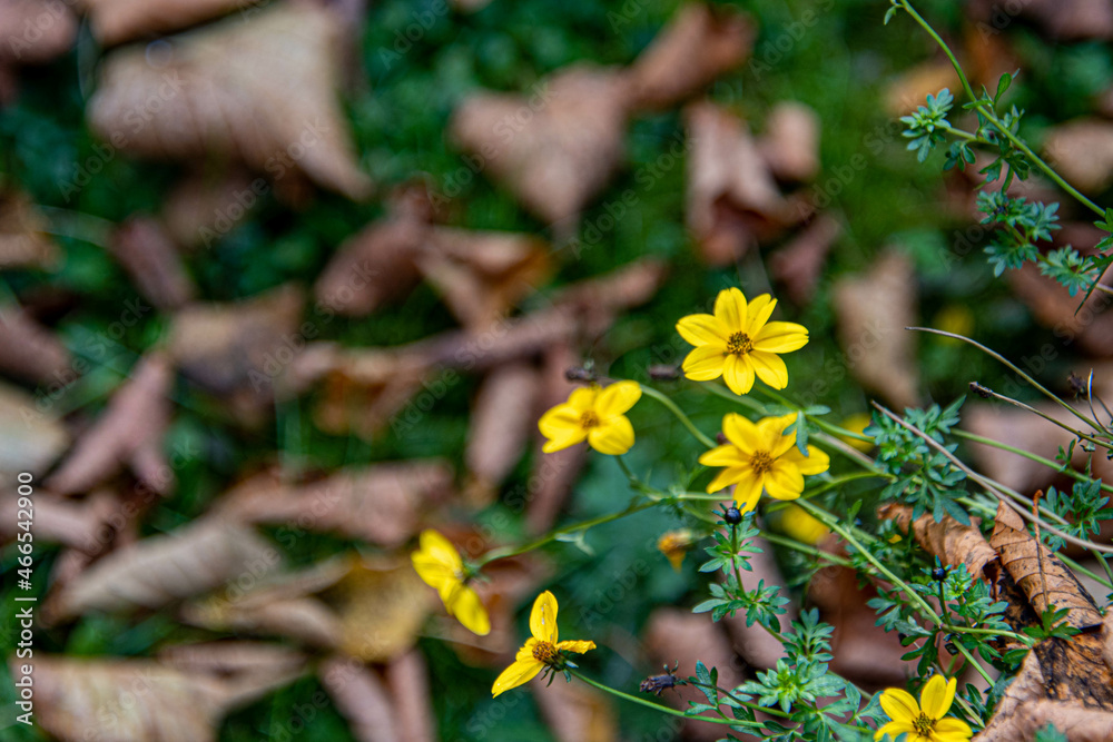 Gelbes Husarenknöpfchen vor Herbstlaub Gelbes Husarenknöpfchen vor Herbstlaub