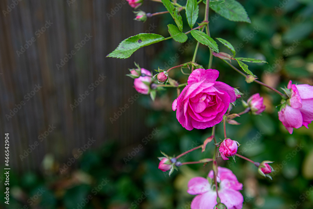 Ein hängender Zweig mit Rosenblüten in pink