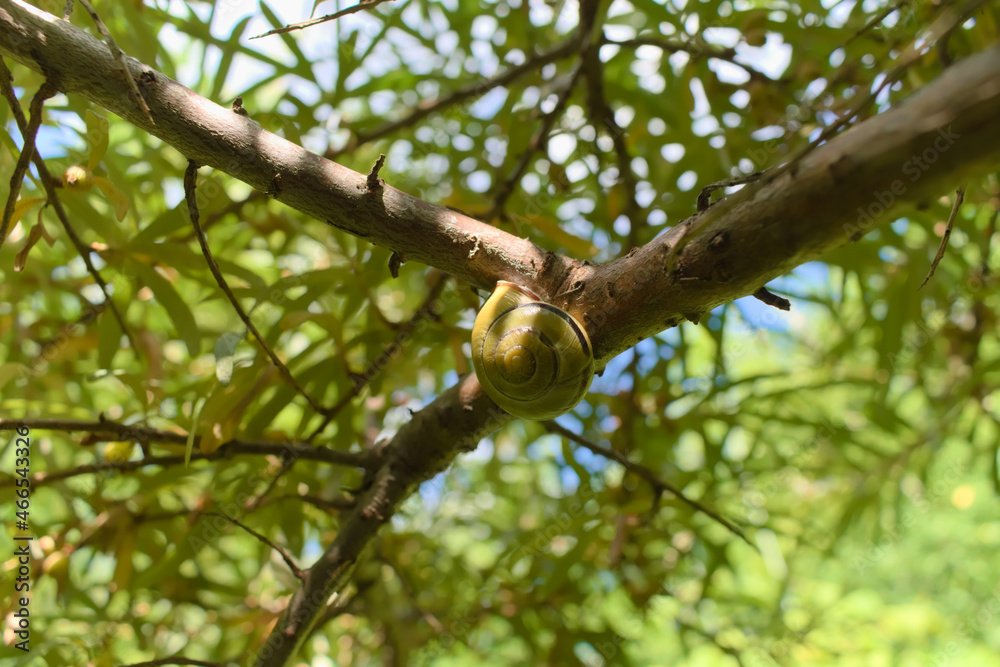 Grove snail (Cepaea nemoralis) sitting on a sea buckthorn branch