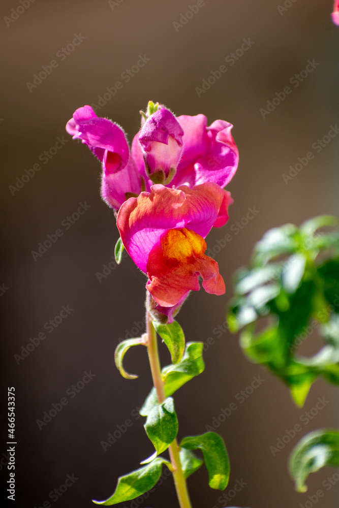 Close-up shot of Snapdragon Antirrhinum majus purple with yellowish colors flower Close-up shot of Snapdragon Antirrhinum majus purple with yellowish colors flower