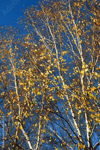 Top of the birches  sun weather and blue sky. Birch in autumn. Birch with yellow leaves on a blue sky background.