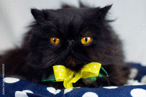 Ritratto di gatto persiano nero