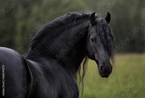 Portrait of a friesian horse (stallion) on a white background photo
