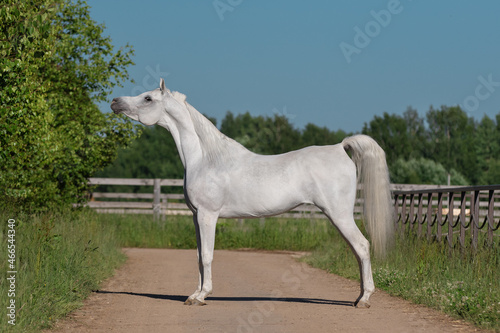Beautiful gray arabian horse with a long white mane stands on natural summer background, profile side view, exterior	
