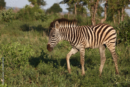 Steppenzebra / Burchell's zebra / Equus burchellii. © Ludwig