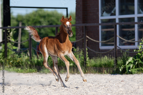 Fototapeta Naklejka Na Ścianę i Meble -  Young pretty arabian horse foal runs and frolics summer background