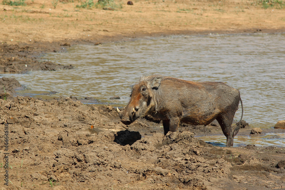 Warzenschwein / Warthog / Phacochoerus africanus Warzenschwein / Warthog / Phacochoerus africanus