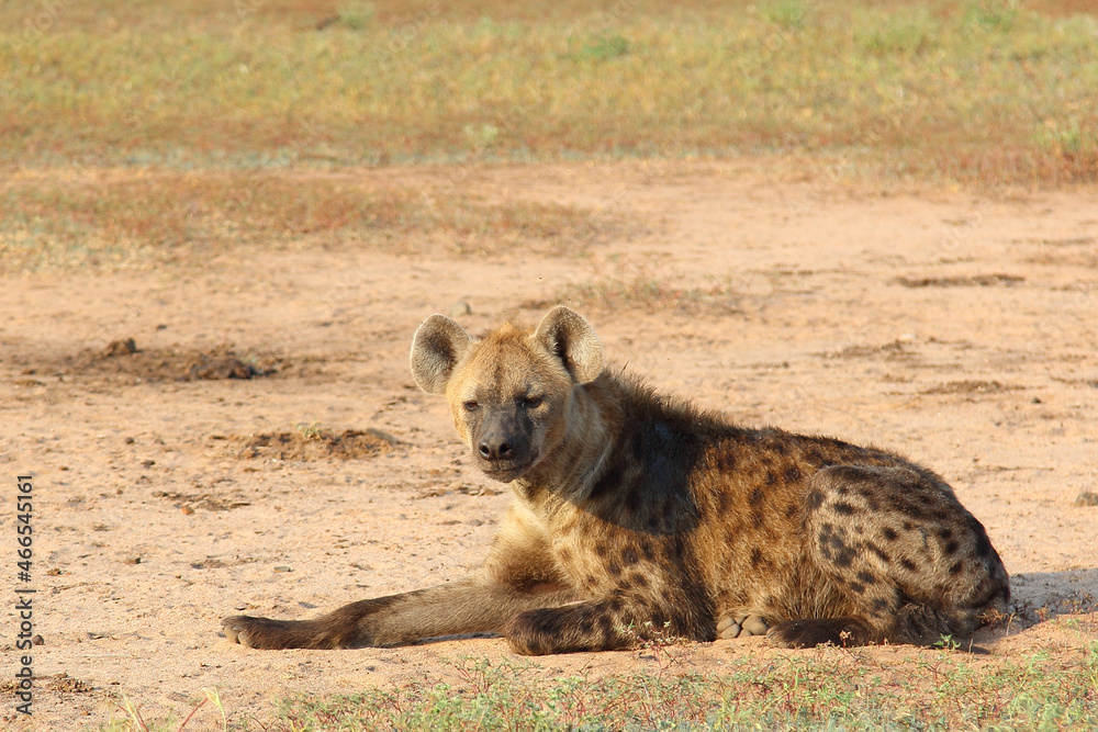 Tüpfelhyäne / Spotted hyaena / Crocuta crocuta.. Tüpfelhyäne / Spotted hyaena / Crocuta crocuta..